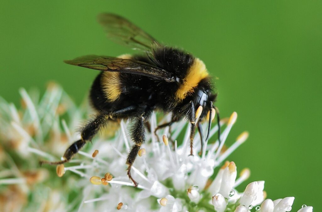 bee on flower