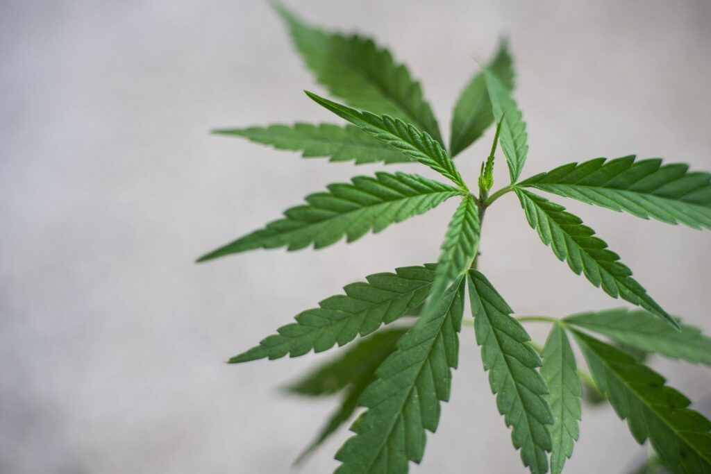 Medical Cannabis leaf Dispensary