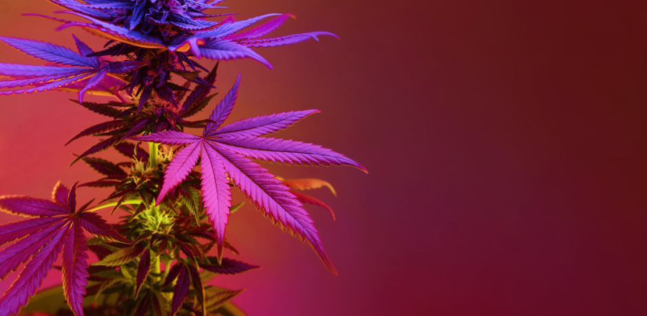 cannabis flower