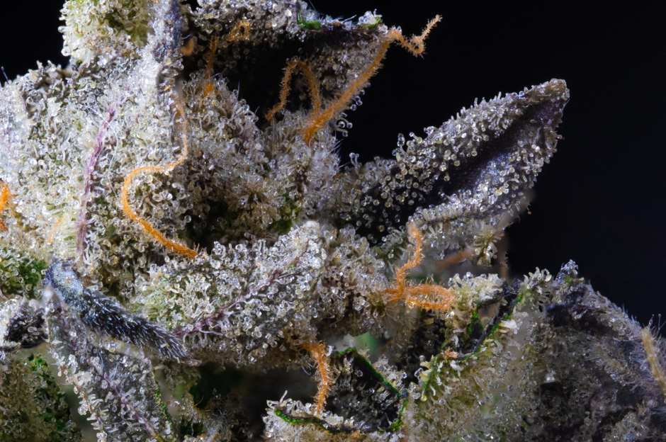 kansas city weed strains