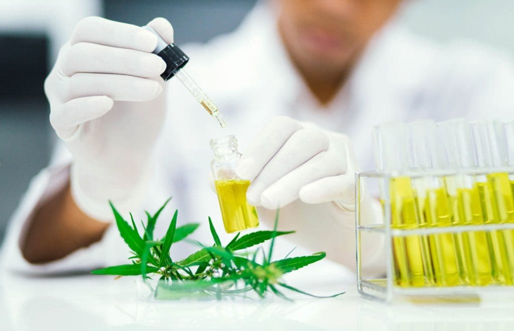 sativa weed