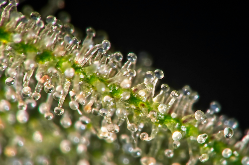 full-spectrum cannabis